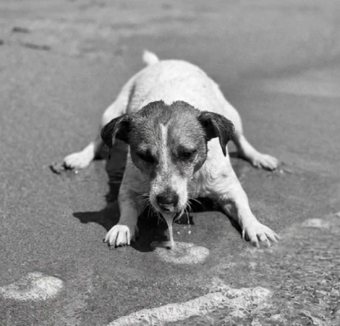 Avant : le chien boit la tasse et s'épuise