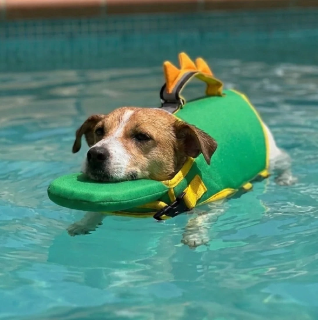 Après : le chien flotte, la tête hors de l'eau