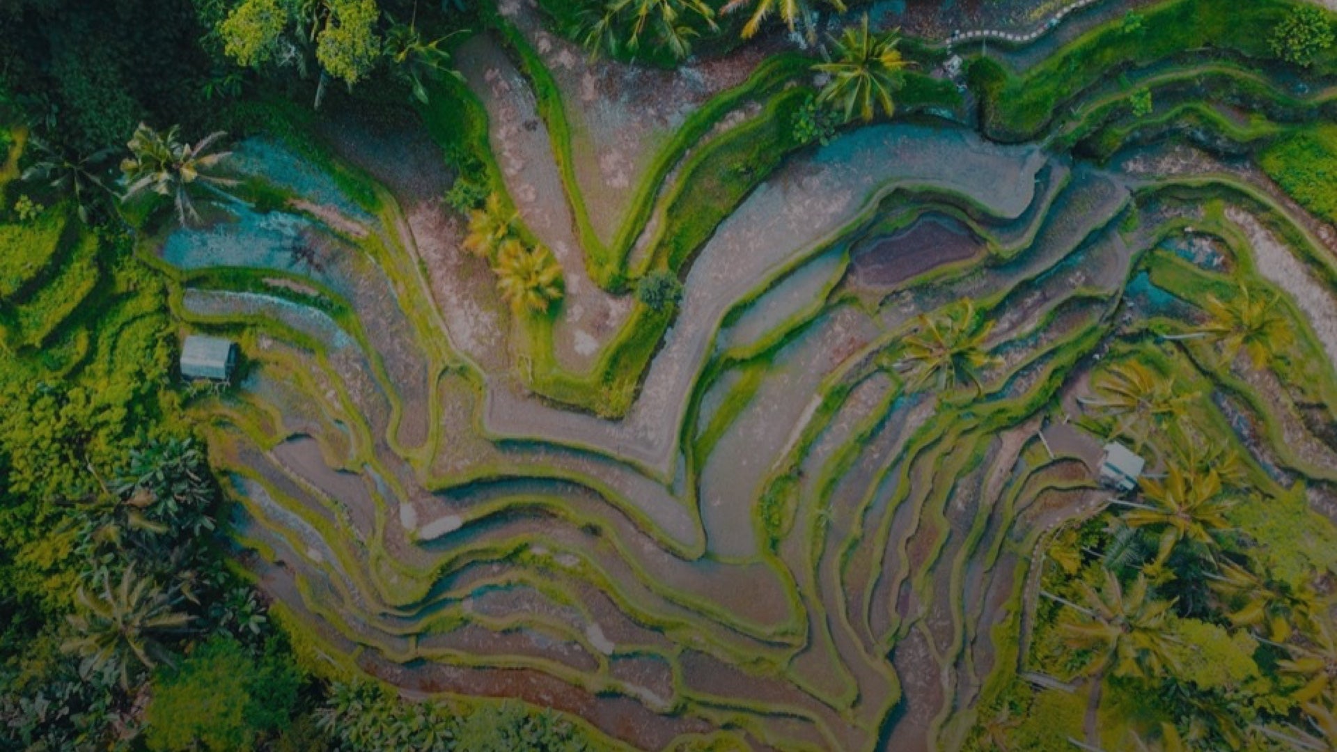 Rizières en terrasses à Bali